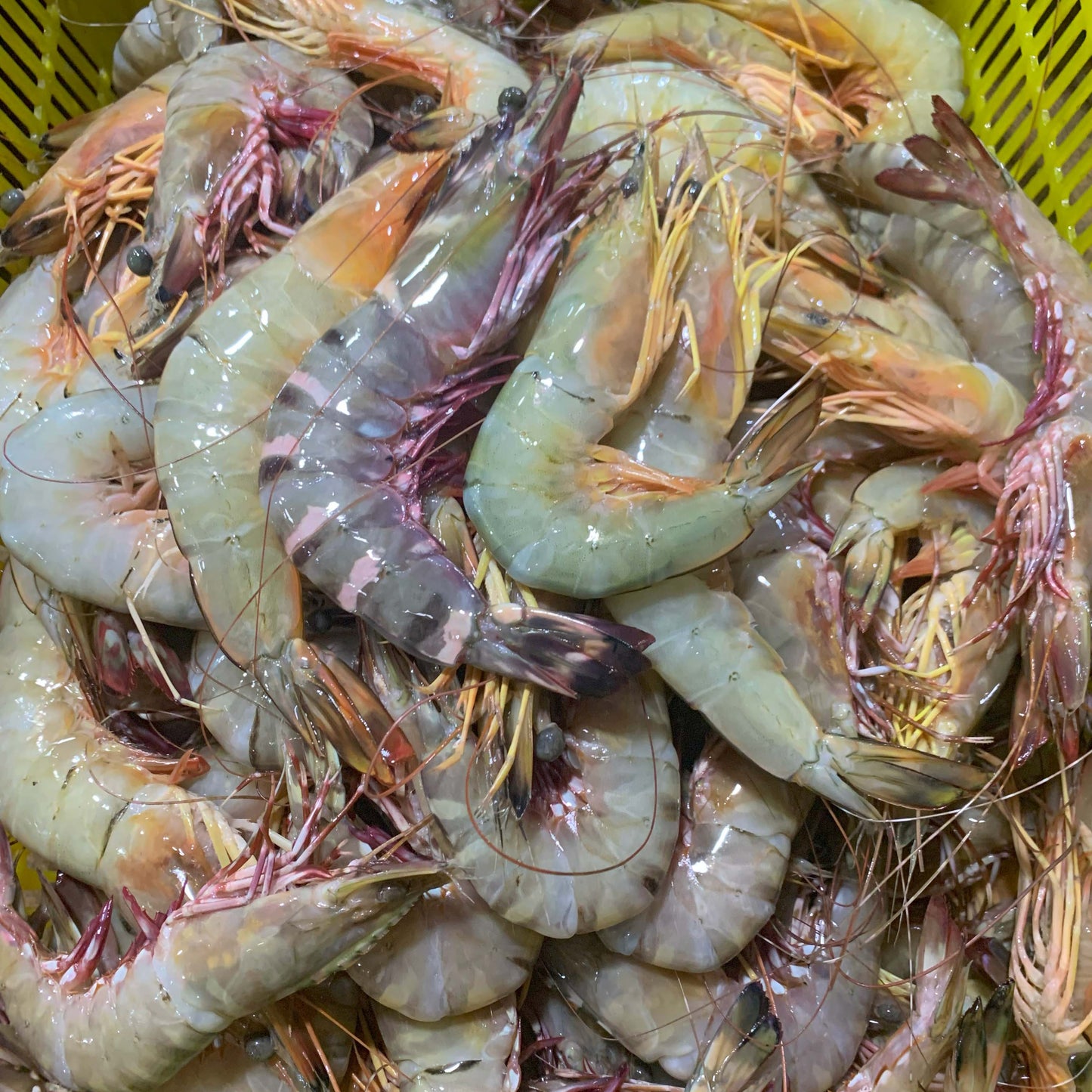 បង្គាធម្មជាតិ