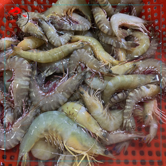 បង្គារចញ្ចឹម