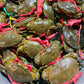 ក្ដាមថ្ម